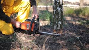 Best Arborist Consultation Services  in North Ridgeville, OH