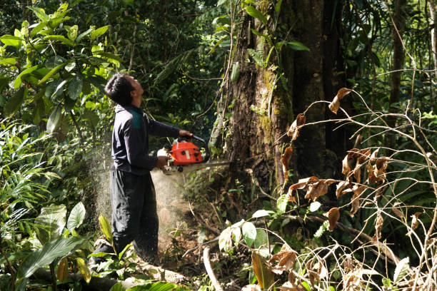 Best Tree Removal  in North Ridgeville, OH